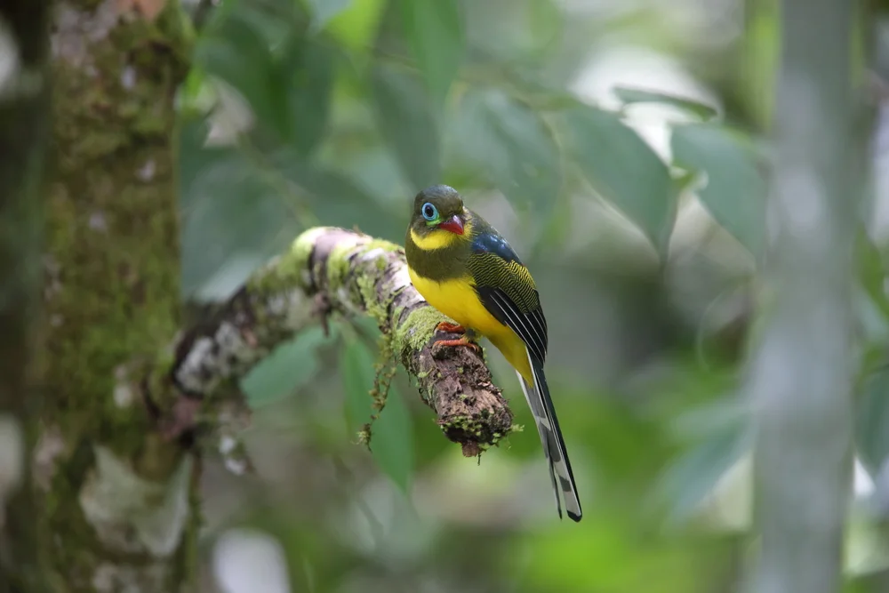 Javanashornvogel (Apalharpactes mackloti)