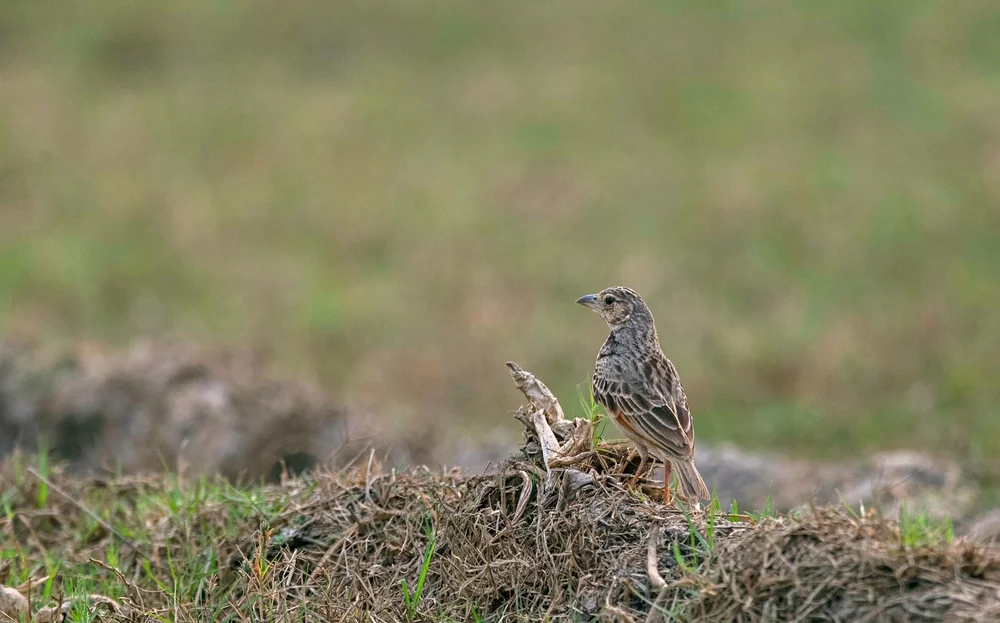 Javanische Lerche (Mirafra javanica)
