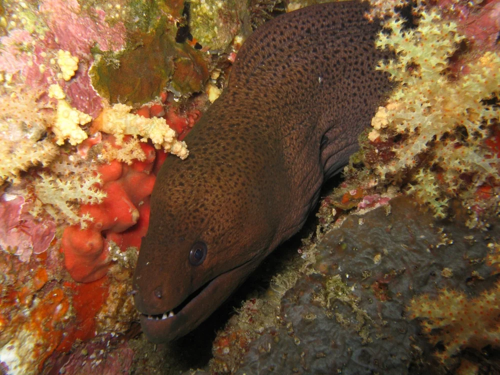 Javanische Muräne (Gymnothorax javanicus)