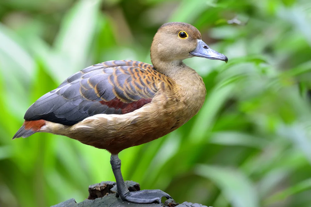 Javanische Pfeifgans (Dendrocygna javanica)