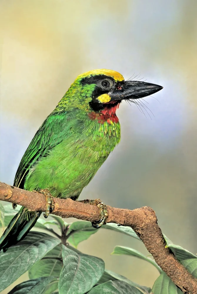 Javanischer Bartvogel (Megalaima javensis)