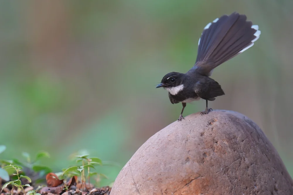 Javanischer Fächerschwanz (Rhipidura javanica)