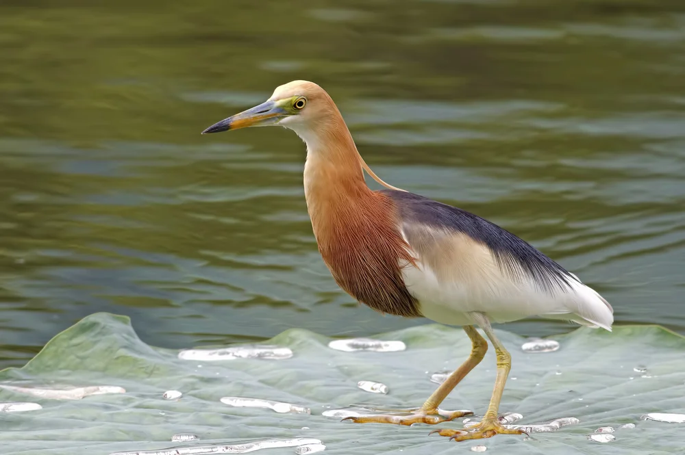 Javanischer Rallenreiher (Ardeola speciosa)