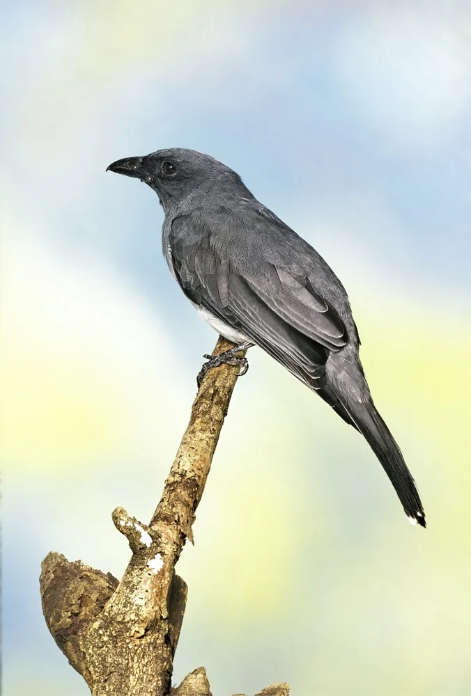 Javanischer Raupenfänger (Coracina javensis)