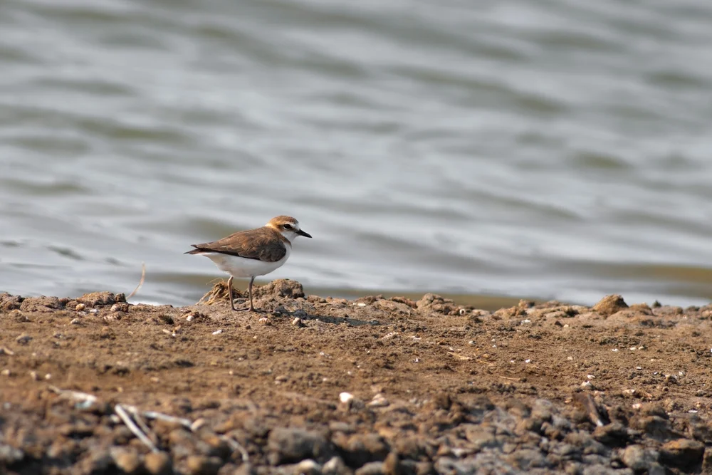 Javanischer Regenpfeifer (Charadrius javanicus)