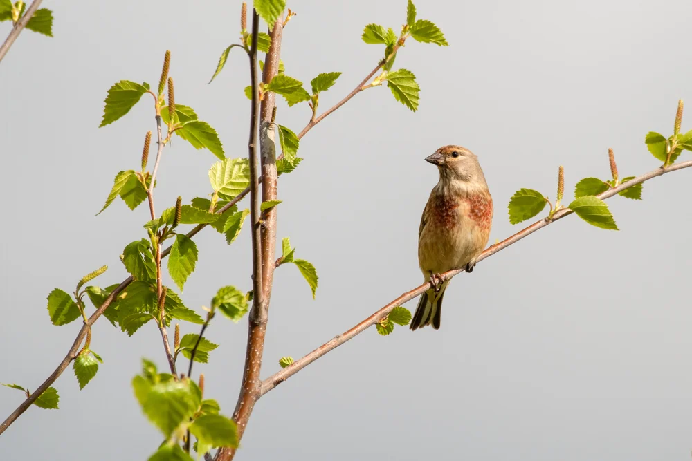 Jemen-Hänfling (Linaria yemenensis)