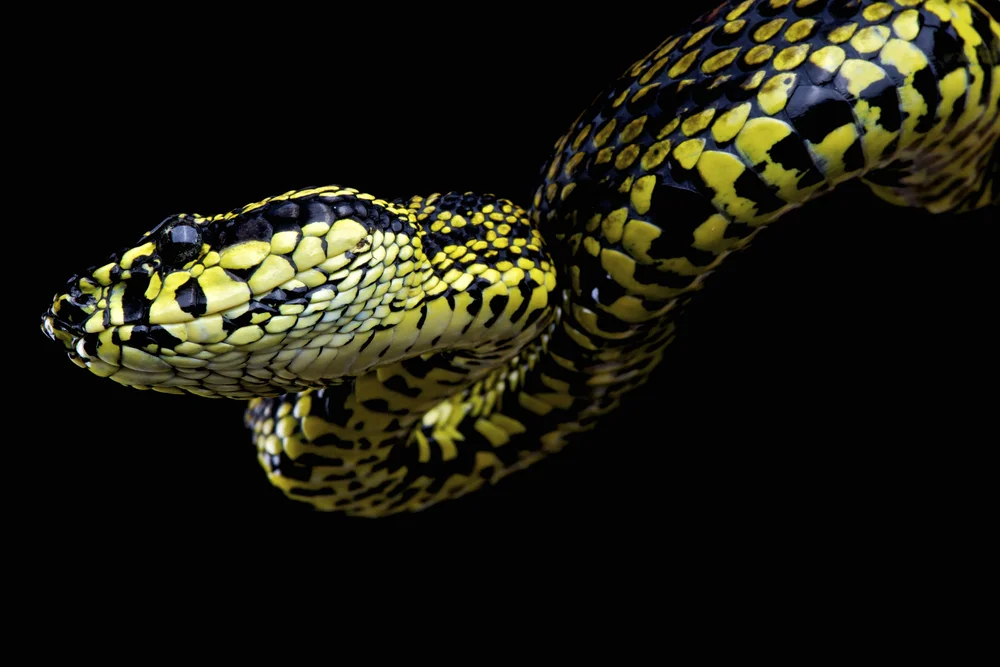 Jerdons Bambusotter (Trimeresurus jerdonii)