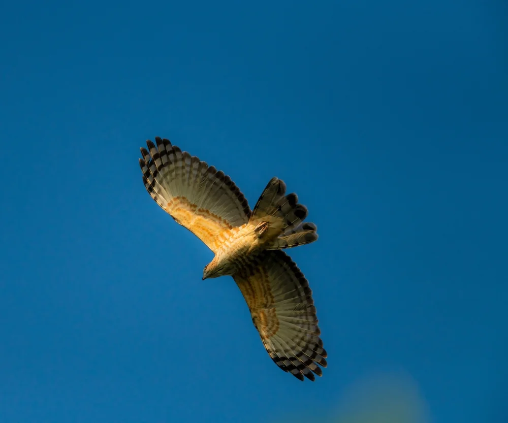 Jerdons Bauchadler (Aviceda jerdoni)