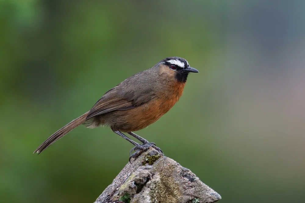 Jerdons Fliegenschnäpper (Montecincla jerdoni)