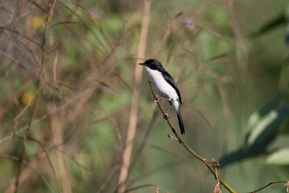 Jerdons Steinschmätzer (Saxicola jerdoni)