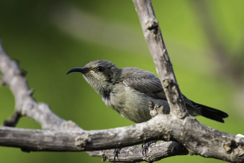Jerichonektarvogel (Cinnyris osea)