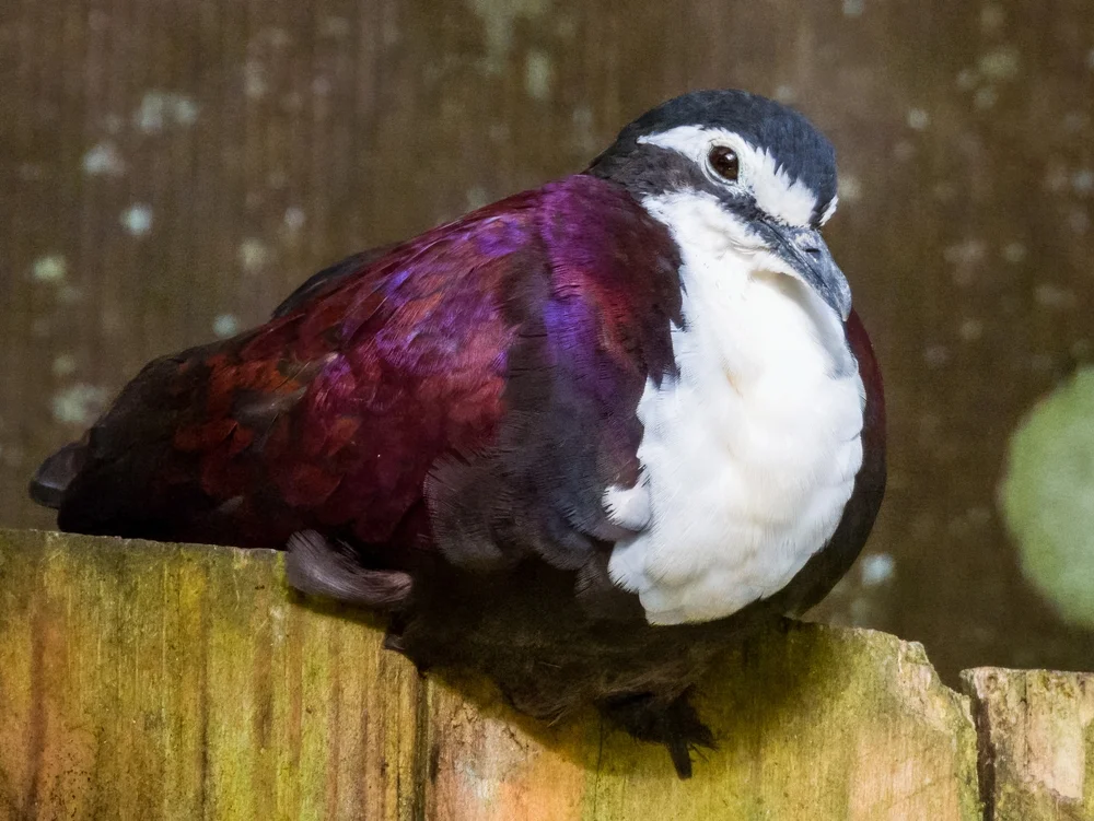 Jobi-Fruchttaube (Gallicolumba jobiensis)