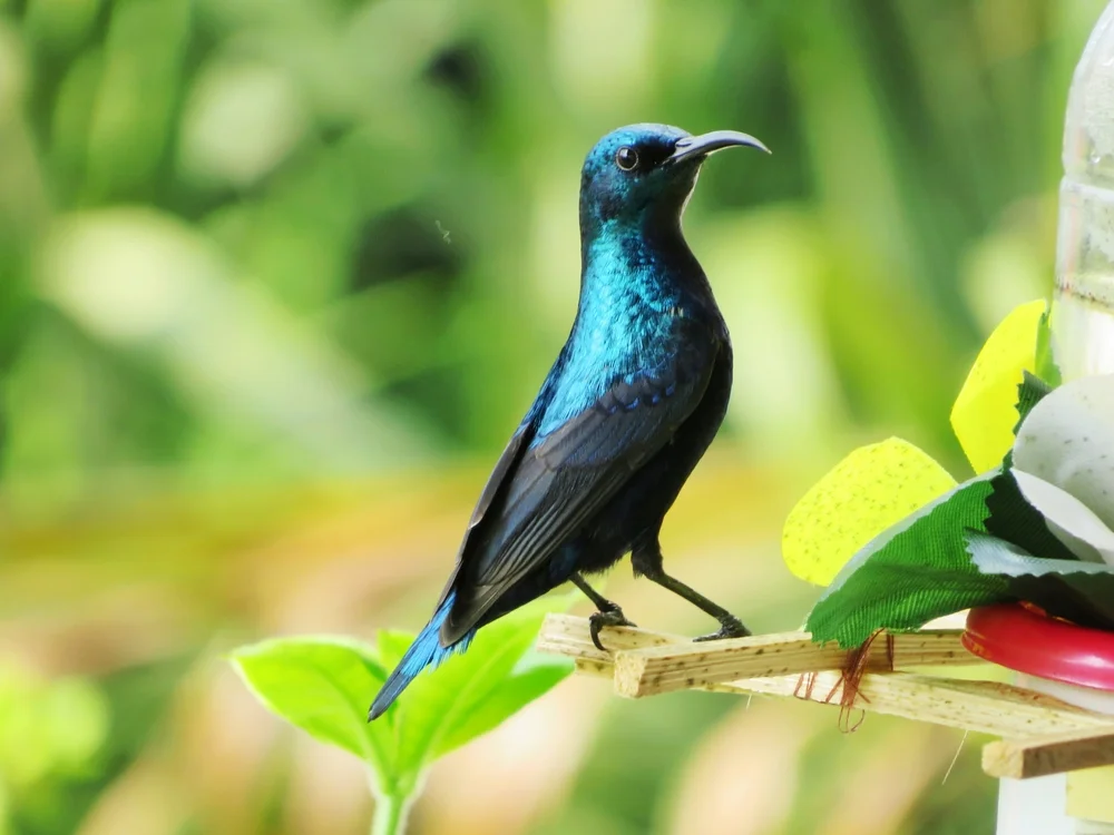 Johanns Nektarvogel (Cinnyris johannae)