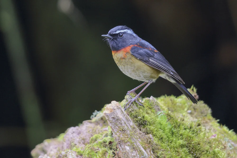 Johnston-Drossel (Tarsiger johnsto niae)