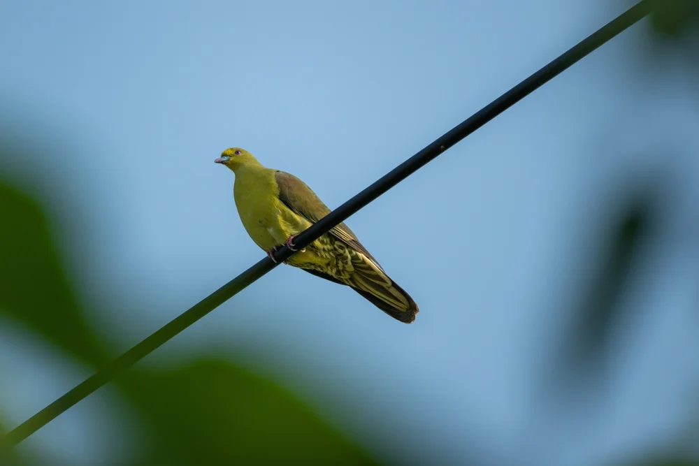 Jouys Taube (Columba jouyi)