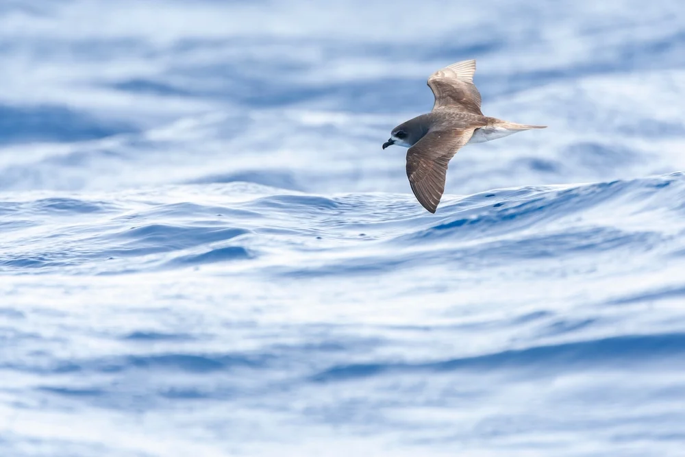 Juan-Fernandez-Sturmvogel (Pterodroma externa)