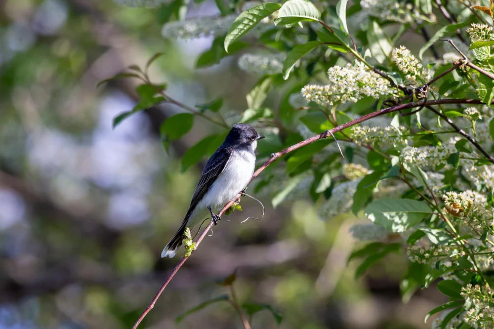 Julias Zwerghoniganzeiger (Symposiachrus julianae)
