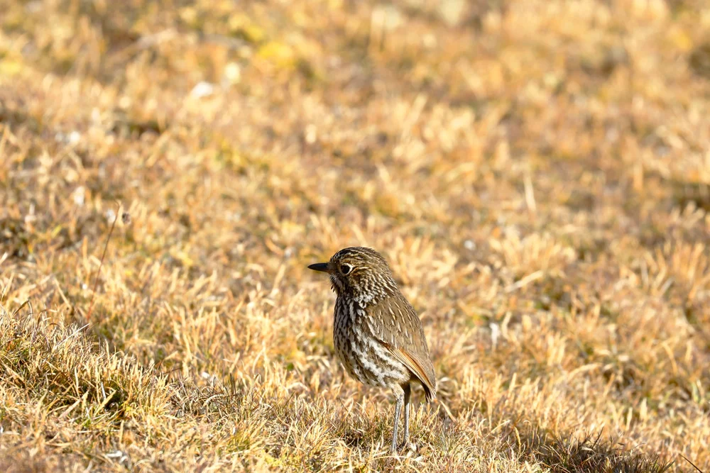 Kästners Ameisenpitta (Grallaria kaestneri)