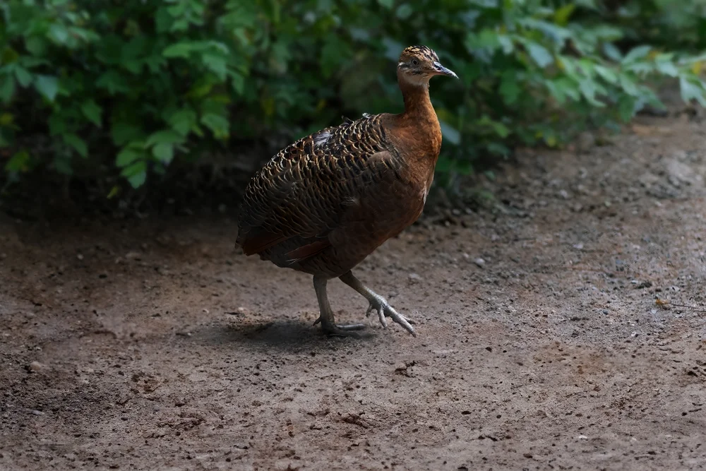 Kagu (Rhynchotus rufescens)