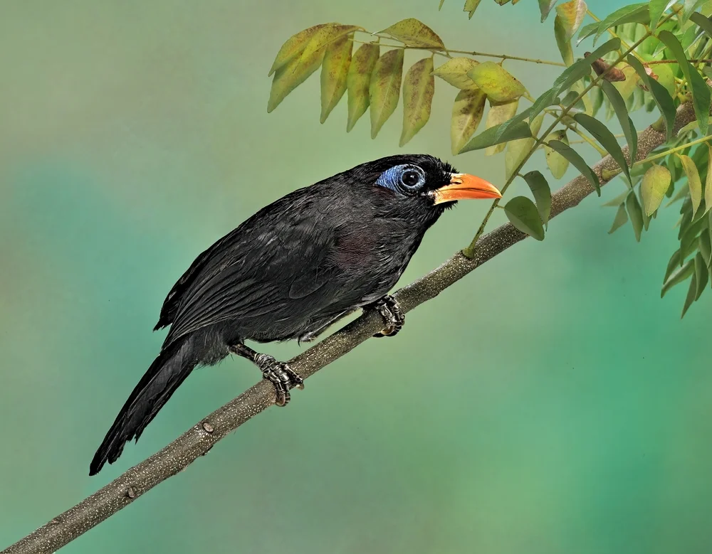 Kahlkopf-Drossel (Melanocichla calva)