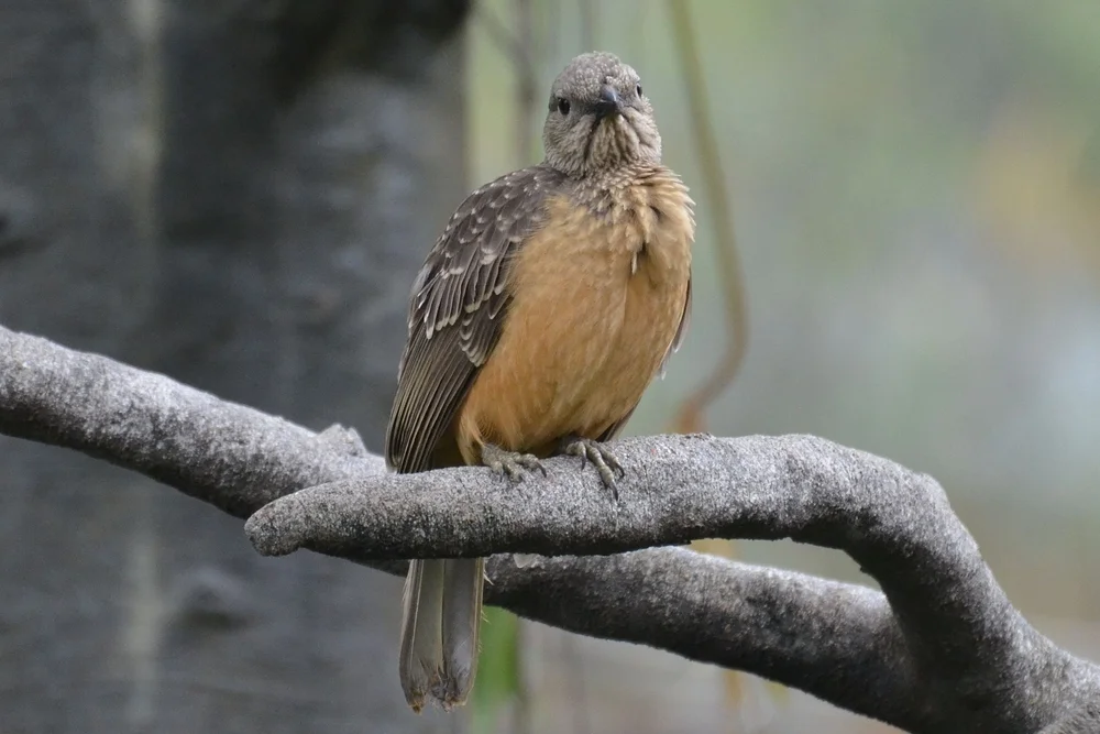 Kaiser-Paradiesvogel (Chlamydera lauterbachi)