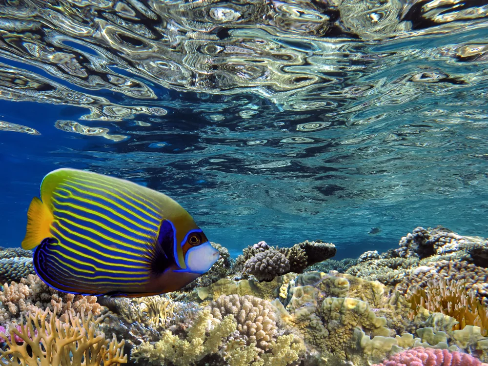 Kaiserfisch (Pomacanthus imperator)