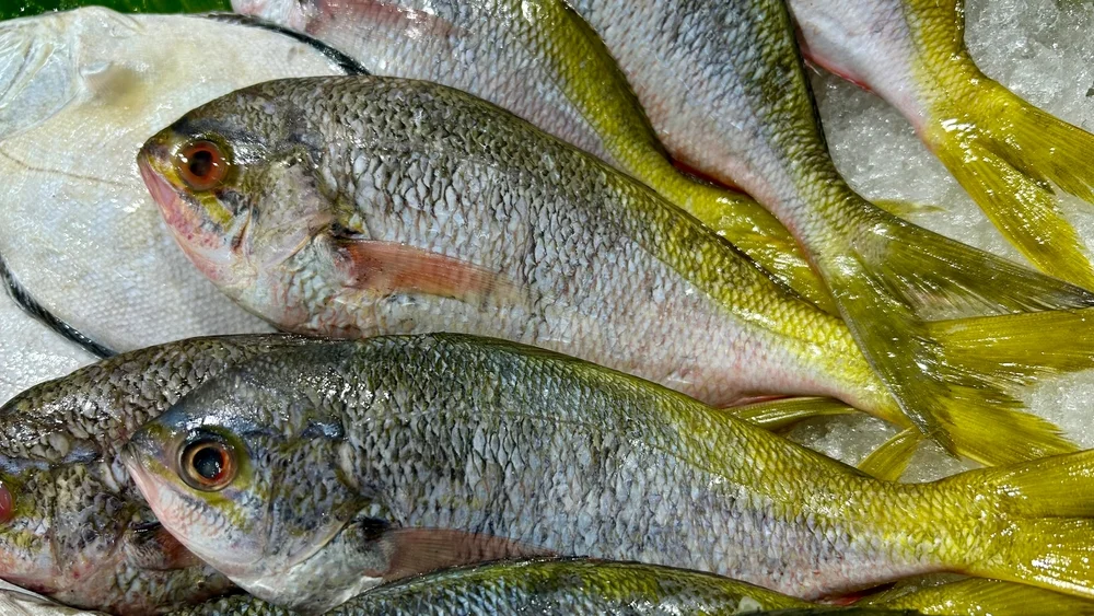 Kaiserfische (Caesionidae)