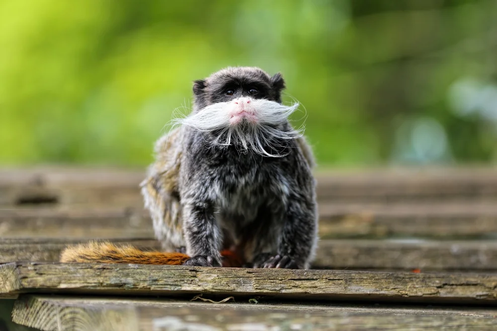 Kaiserschnurrbarttamarin