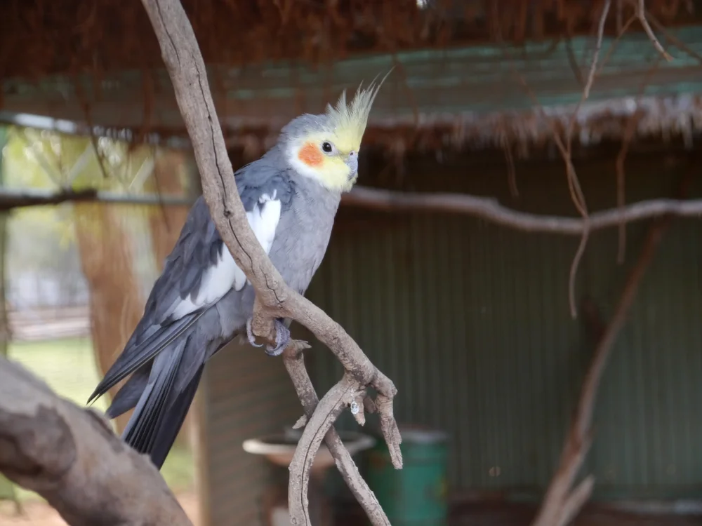 Kakadu (Nymphicus hollandicus)