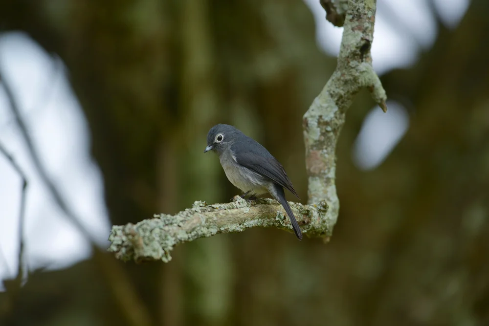 Kaktusspecht (Melanerpes cactorum)