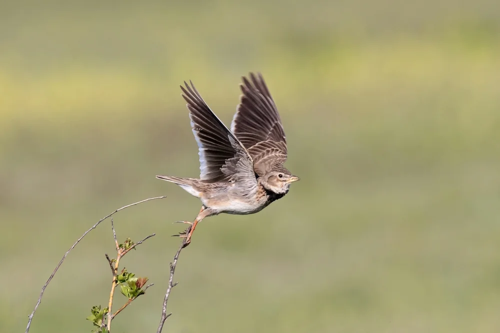 Kalanderlerche (Melanocorypha calandra)