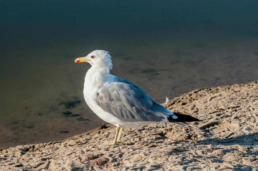 Kaliforniermöwe (Larus californicus)