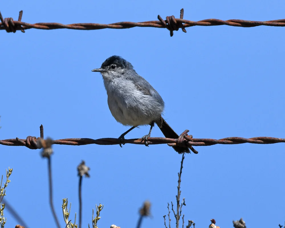 Kalifornische Grasmücke (Polioptila californica)