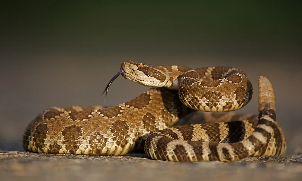 Kalifornische Klapperschlange (Crotalus oreganus abyssus)