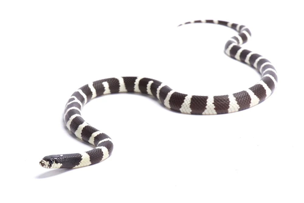 Kalifornische Königsnatter (Lampropeltis getula californiae)