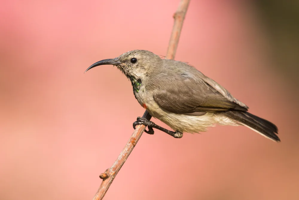 Kalifornischer Drosselwürger (Toxostoma redivivum)