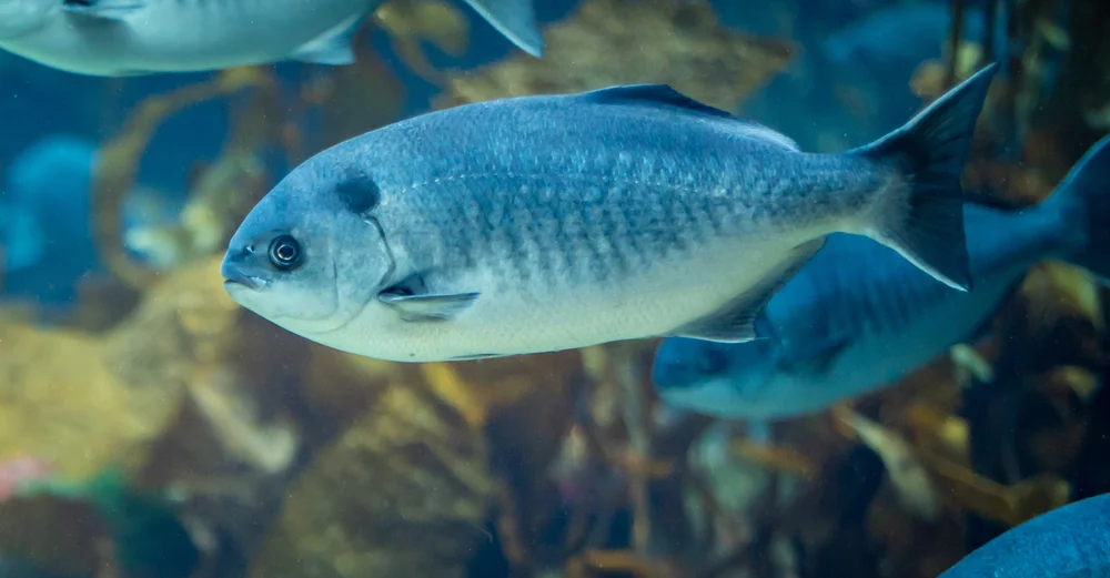 Kalifornischer Mondsichelvogel (Medialuna californiensis)