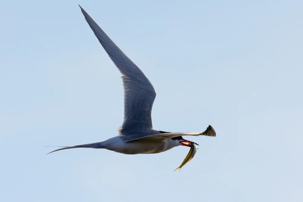 Kalifornischer Schwalbenstern (Cheilopogon pinnatibarbatus californicus)