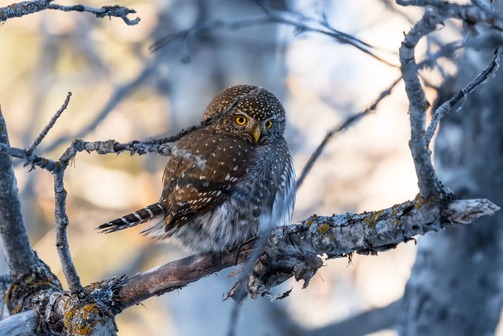 Kalifornischer Sperlingskauz (Glaucidium californicum)