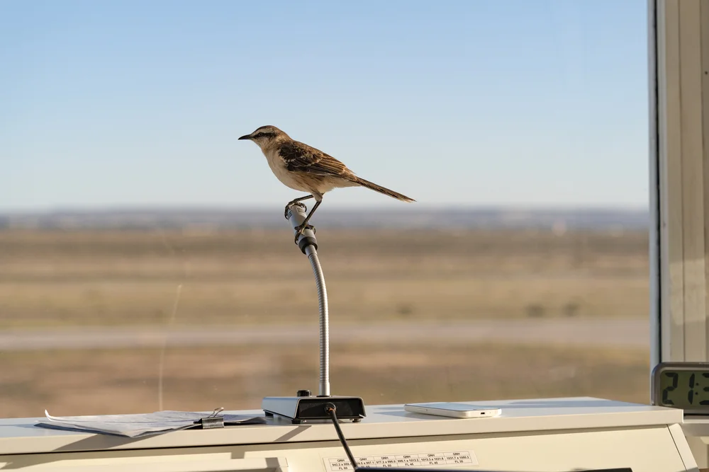 Kalifornischer Spottdrossel (Mimus dorsalis)
