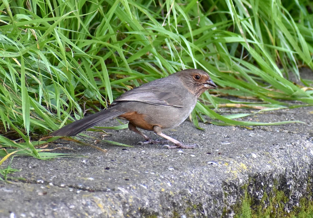 Kalifornischer Waldsänger (Melozone crissalis)