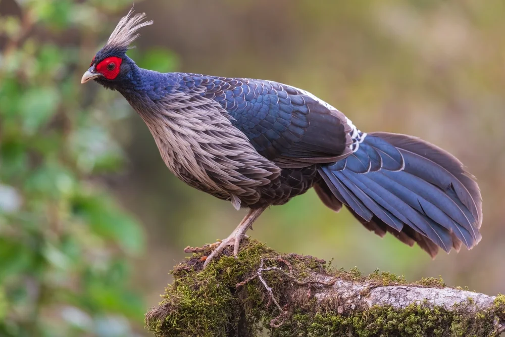 Kalijfasan (Lophura leucomelanos)