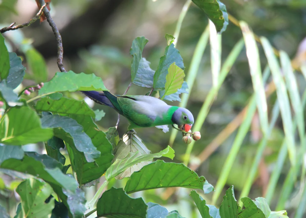 Kaltherz-Prachtsittich (Psittacula calthrapae)