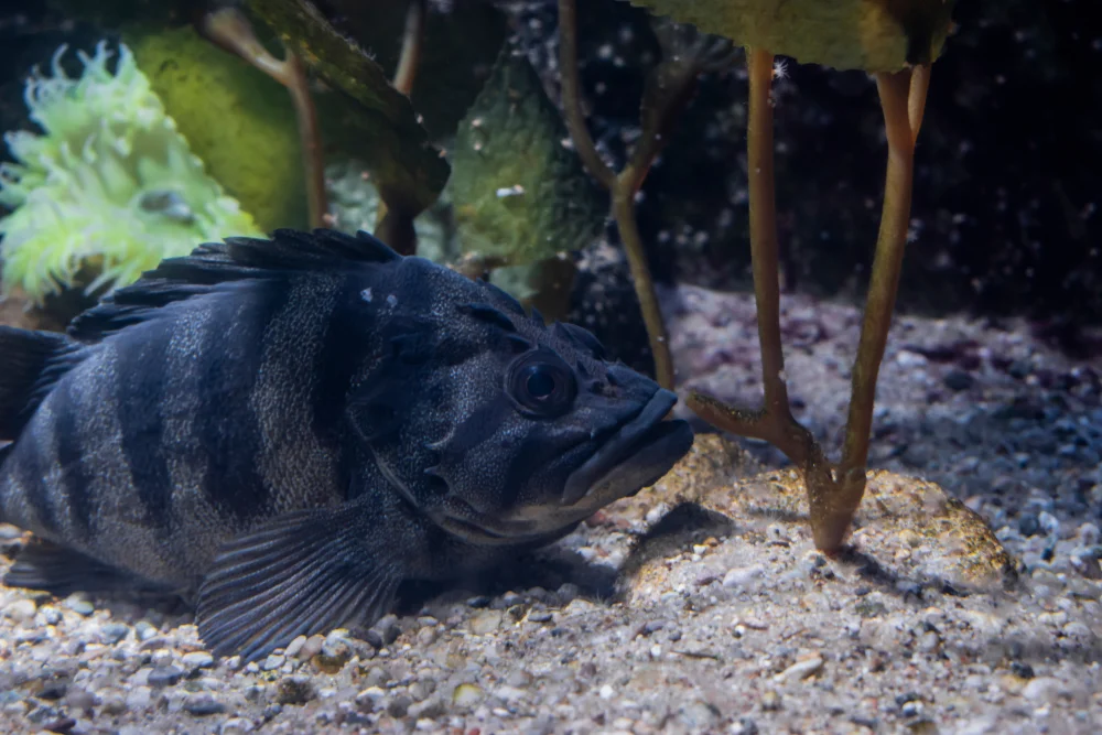 Kamm-Rotbarsch (Sebastes serriceps)