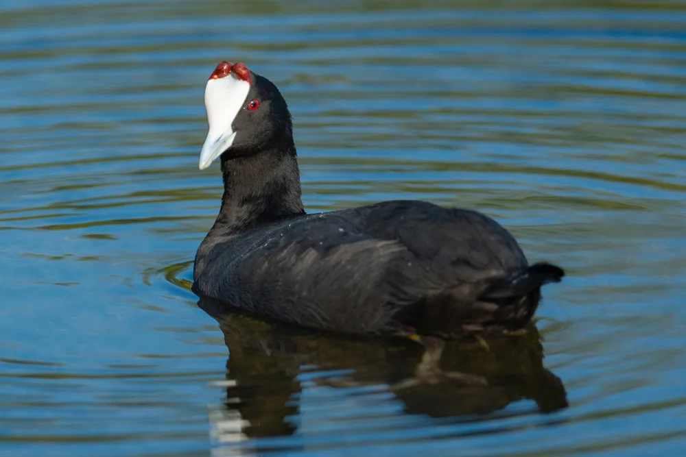 Kammblässhuhn (Fulica cristata)
