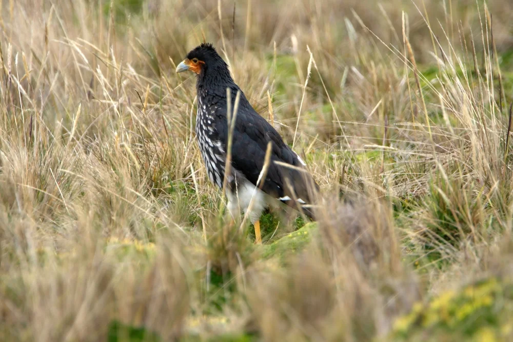 Kammcaracara (Phalcoboenus carunculatus)