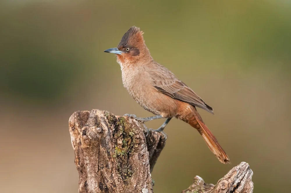 Kammschopfwippschwanz (Pseudoseisura lophotes)