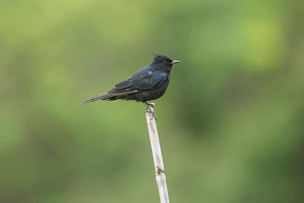 Kammtyrann (Knipolegus lophotes)