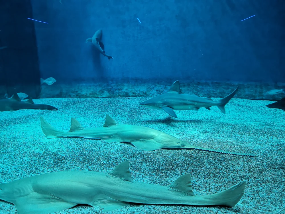 Kammzähner (Pristis pectinata)