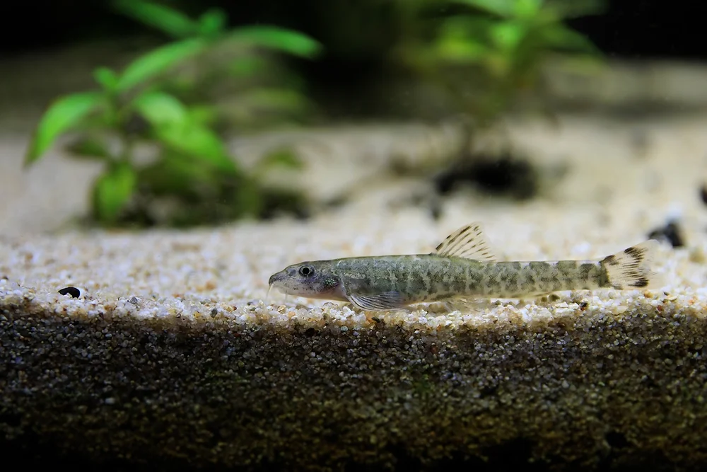 Kampffische (Balitoridae)